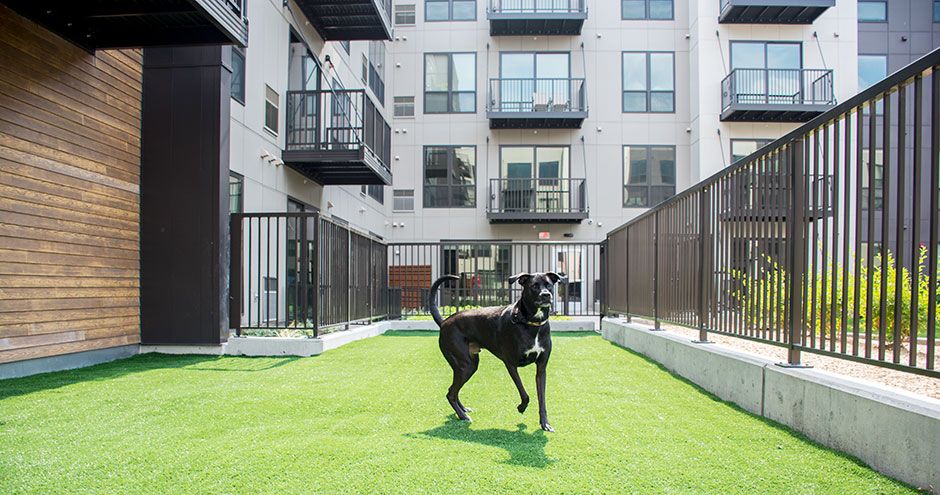 Black dog stands on artificial grass in a fenced area of a modern apartment complex.